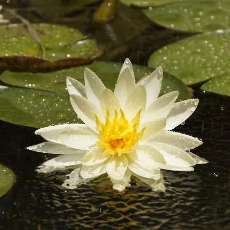 Сasa de vacaciones Giannakis' Filoxenia Filótion