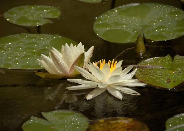 Nyaraló Giannakis' Filoxenia Filóti